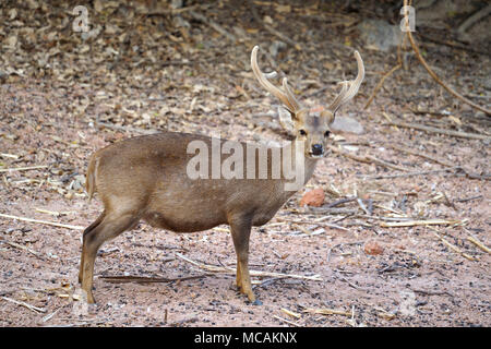 male hog deer ( Hyelaphus porcinus ) Stock Photo