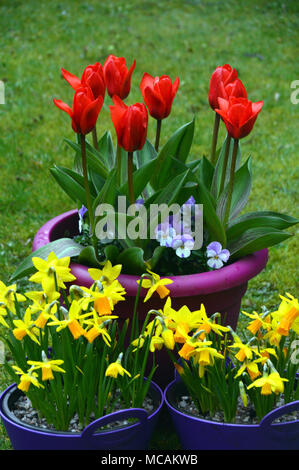 Bright Red Tulipa kaufmanniana Tulip 'Showwinner' displayed with Mauve Violas & Miniature Jetfire Daffodils in a English Country Garden, England,UK Stock Photo