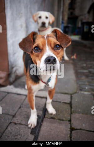 A young jack russell terrier ties up to a wall on a cobbled street with a labrador Stock Photo