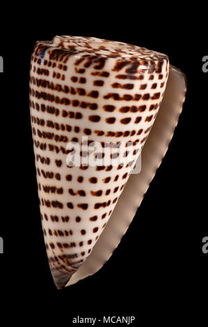 Seashell of Lettered cone (Conus litteratus), Malacology collection, Spain, Europe Stock Photo