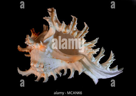 Seashell of Chicoreus ramosus (also called Murex ramosus or Branched murex), Malacology collection, Spain, Europe Stock Photo