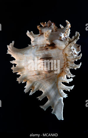 Seashell of Chicoreus ramosus (also called Murex ramosus or Branched murex), Malacology collection, Spain, Europe Stock Photo