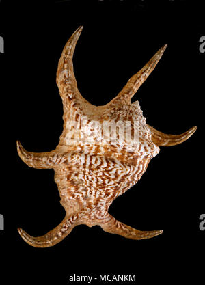 Seashell of Chiragra Spider Conch (Harpago chiragra or Lambis chiragra), Malacology collection, Spain, Europe Stock Photo