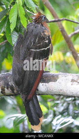 A miserable looking  hoatzin (Opisthocomus hoazin), stinkbird, Canje pheasant, or stinking turkey sits out a rain storm. Yasuni National Park, Amazon, Stock Photo