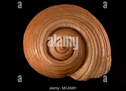 Seashell of Giant tun/Helmet,  (Tonna galea), Malacology collection, Spain, Europe Stock Photo