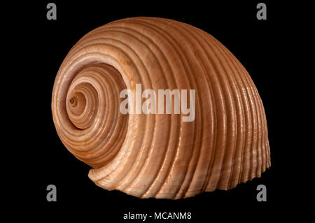 Seashell of Giant tun/Helmet (Tonna galea), Malacology collection, Spain, Europe Stock Photo