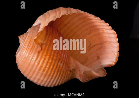 Seashell of Giant tun/Helmet (Tonna galea), Malacology collection, Spain, Europe Stock Photo