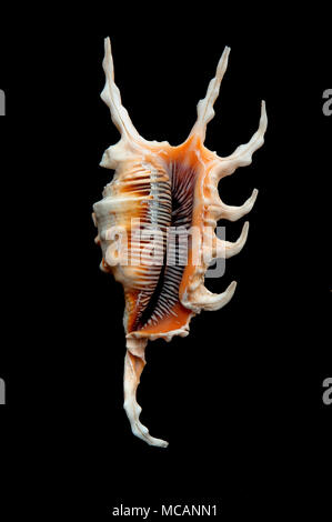 Seashell of Scorpion conch (Lambis scorpius scorpius), Malacology collection, Spain, Europe Stock Photo