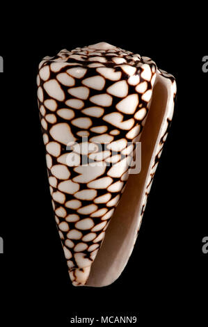 Seashell of Marbled cone (Conus marmoreus), Malacology collection, Spain, Europe Stock Photo