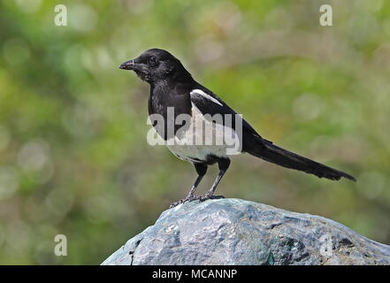 Eurasian Magpie (Pica pica serica) adult standing on a rock  Jinshan, Taiwan                    April Stock Photo