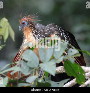 A hoatzin (Opisthocomus hoazin), stinkbird, Canje pheasant, or stinking turkey amongst the leaves that form the main part of its diet. Yasuni National Stock Photo