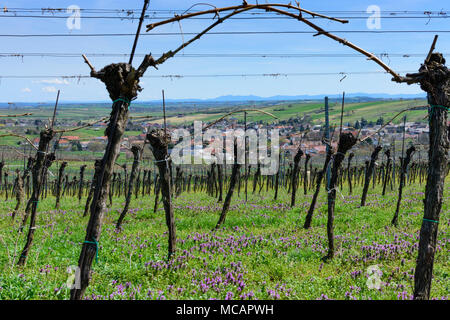 Herrnbaumgarten: vineyard, view to Herrnbaumgarten in Weinviertel, Niederösterreich, Lower Austria, Austria Stock Photo