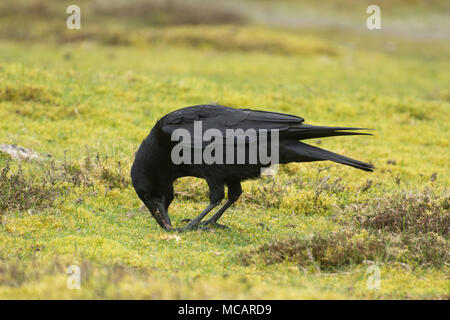 Carrion crow (Corvus corone) feeding Stock Photo