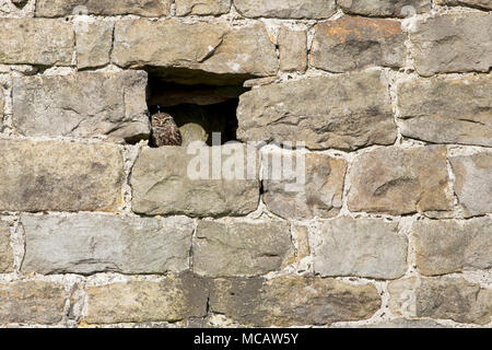 A Little Owl perches in the window of an old brick barn.