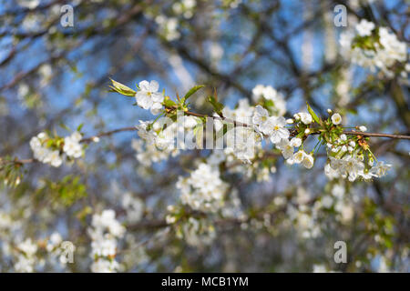 Głębowice, Poland. 15 April 2018. Cherry tree (Prunus avium L ...