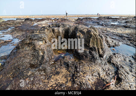 Redcar, Cleveland, UK. Sunday 15th April 2018. UK Weather.  After a misty start the sun came out for those who came to explore the recently exposed petrified forest on the beach at Redcar in North East England.  These ancient trees, which are thought to be over 7,000 years old, were uncovered by Storm Emma in March 2018 and have become quite a tourist attraction.  David Forster/Alamy Live News Stock Photo