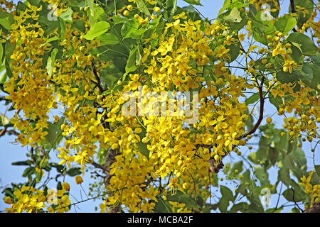 Cluster of Golden shower, Cassia Fistula, flowers in tree. Known as konna in Kerala, India and is a sacred flower of the Hindu Vishu festival. Stock Photo