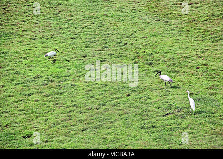 Nature background image of black-headed oriental white ibis and intermediate median egret birds searching for food in vast grassland in Kerala, India. Stock Photo