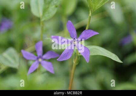 Flowers of  Vinca major var. oxyloba Stock Photo
