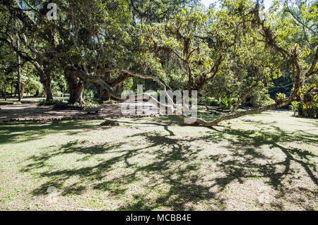 Rio de Janeiro botanical garden Stock Photo