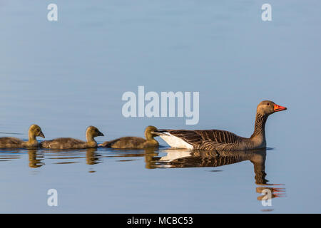 Greylag geese swimming with goslings Stock Photo