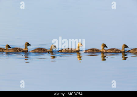 Greylag geese goslings swimming in a row in the lake Stock Photo