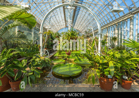 Interior of an old greenhouse with green plants and a pond Stock Photo