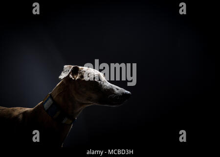 Studio shot of greyhound whippet with space for copy Stock Photo