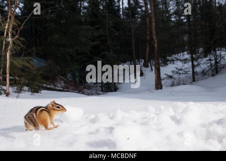 MAYNOOTH, ONTARIO, CANADA - April 13, 2018: A chipmunk (Tamias), part of the Sciuridae family forages for food.  ( Ryan Carter ) Stock Photo