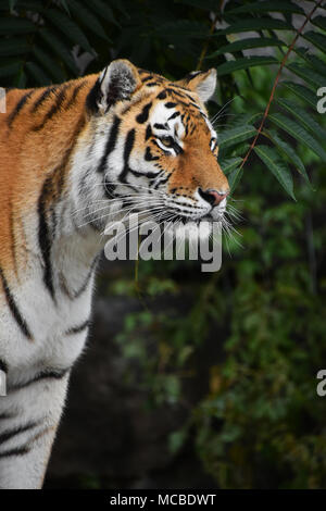 Close up side profile portrait of one young Siberian tiger (Amur tiger, Panthera tigris altaica) looking awauy, low angle view Stock Photo