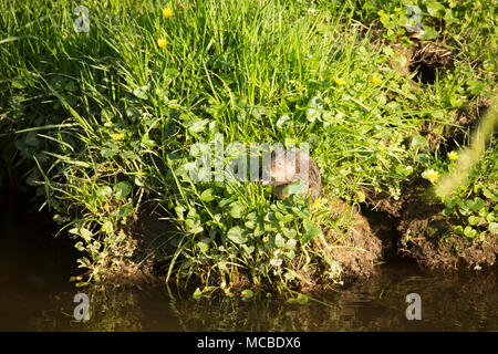 A wild, non-captive european water vole, Arvicola amphibius, in Springtime evening light on April 14 2018. The vole was feeding on grasses and lesser  Stock Photo