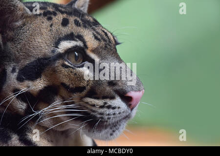 Extreme close up profile portrait of young clouded leopard (neofelis nebulosa) looking away, low angle view Stock Photo