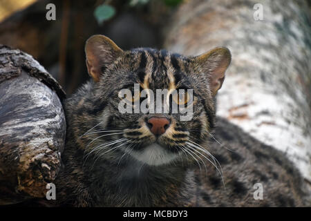 Close up portrait of fishing cat (Prionailurus viverrinus) looking at camera, low angle view Stock Photo