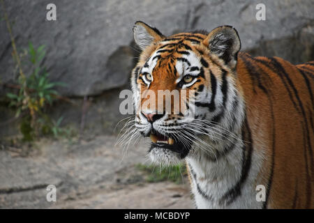 Close up profile portrait of one young Siberian tiger (Amur tiger, Panthera tigris altaica) looking at camera, low angle side view Stock Photo