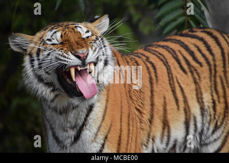 Close up front portrait of one young Siberian tiger (Amur tiger, Panthera tigris altaica) yawning, low angle view Stock Photo