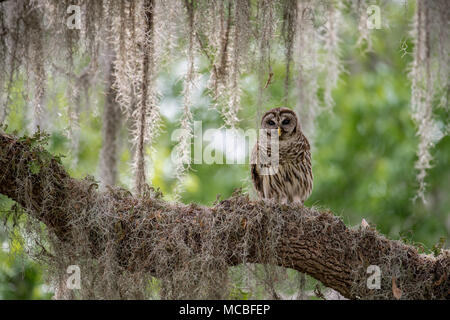 Barred Owl in Florida Stock Photo