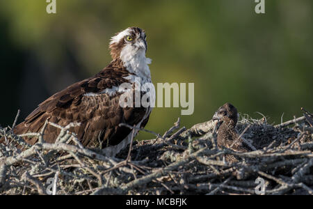 Osprey in Florida Stock Photo