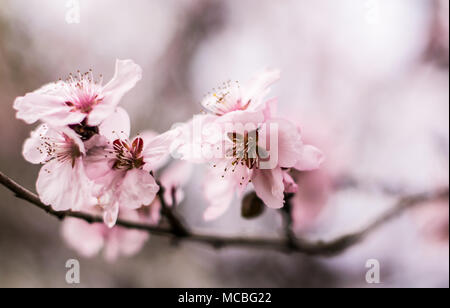 Cherry blossoms Romania Stock Photo