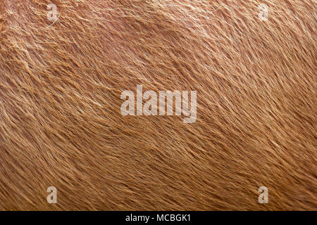 Close up of brown soft wool texture background. Natural fluffy fur of sheep, cow or calf. Warmth and comfort. Stock Photo