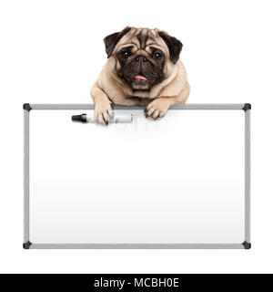 cute pug puppy dog hanging with paws on blank marker white board, promotional sign, isolated on white background Stock Photo