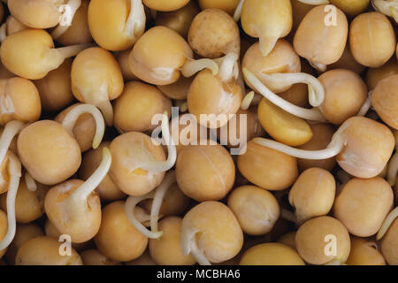 Useful food: grain texture of sprouted peas. Top view of pea seeds, closeup Stock Photo