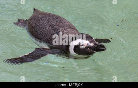 Magellanic penguin (Spheniscus magellanicus) swimming Stock Photo