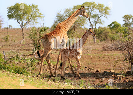 Southern giraffes (Giraffa camelopardalis giraffa), adult mother animal with young animal, Kruger National Park, South Africa Stock Photo
