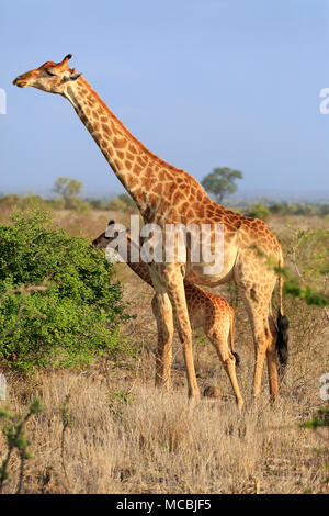 Southern giraffes (Giraffa camelopardalis giraffa), adult mother animal with young animal feeding, Kruger National Park Stock Photo