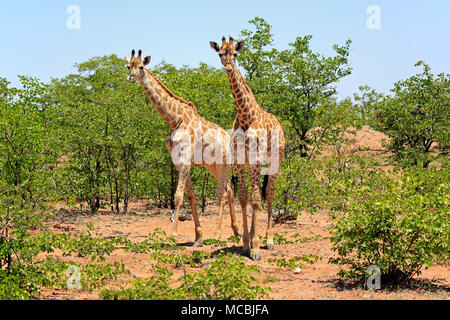 Two Southern giraffes (Giraffa camelopardalis giraffa), adult, in bushland, Kruger National Park, South Africa Stock Photo