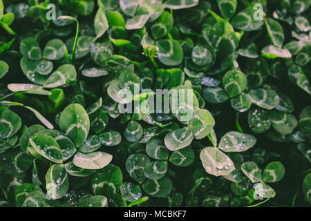 Clover. Closeup of Clovers with drops. Macro. Stock Photo