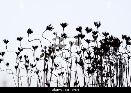 Silhouette view of some plants. Silhouettes grass on white background. Stock Photo