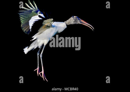 Wood Stork in controlled descend Stock Photo