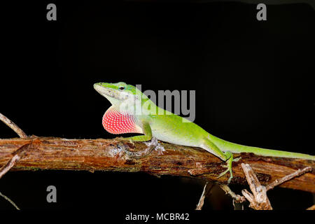 'I own this branch. So, stay out..' Stock Photo