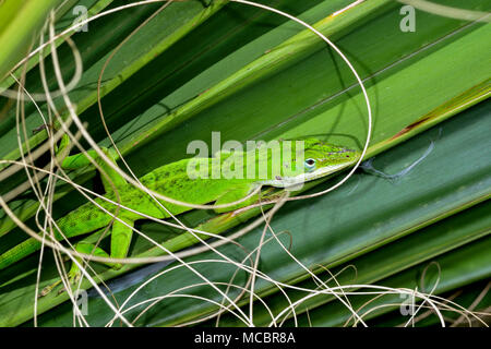 Hiding on the palm tree. Stock Photo
